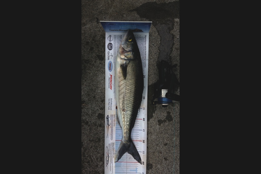 Graeme Mckay caught this 54.5cm Kahawai at Gisborne during The Export NZ Fishing Competition